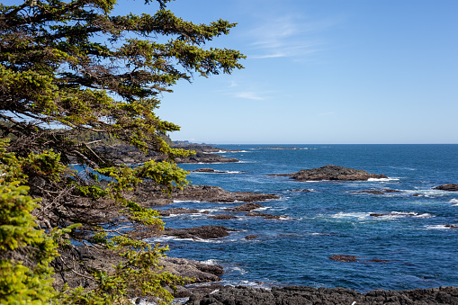 Ocean views in Ucluelet along the Wild Pacific Trail