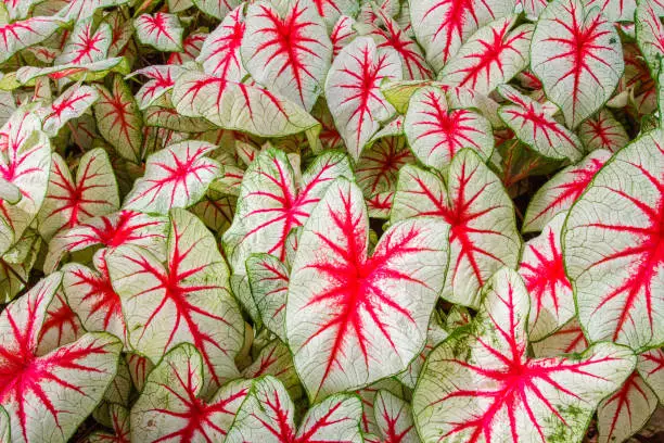 Variegated Caladiums