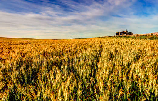 Panoramic tranquil scene of wheat fields on the Mediterranean Sea, Gallipoli Peninsula, Canakkale, Turkey.