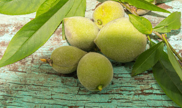 istock Green peach fruits 1278690249