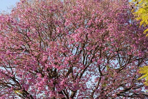 Pink ipe tree (Tabebuia impetiginosa). The ipe-rosa is a South American tree. It grows very fast in frost-free regions (in two years it reaches 3.5 meters), it can reach up to 35 m.