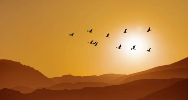 istock Flying flock of Waterfowl at sunrise panoramic view 1278691688
