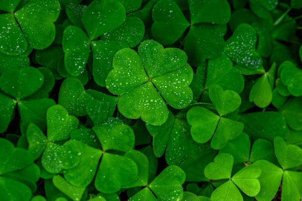 istock four leaf clover on green shamrock background 1278693840