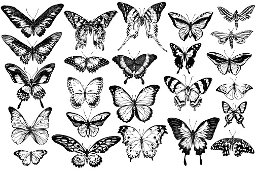 Vector set of hand drawn black and white great orange-tip, emerald swallowtail, jungle queens, plain tiger, rajah brooke's birdwing, papilio torquatus, swallowtail butterfly stock illustration