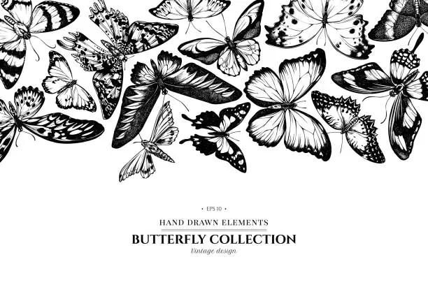 Vector illustration of Design with black and white ambulyx moth, madagascan sunset moth, forest mother-of-pearl, great orange-tip, emerald swallowtail, plain tiger, rajah brooke's birdwing, papilio torquatus