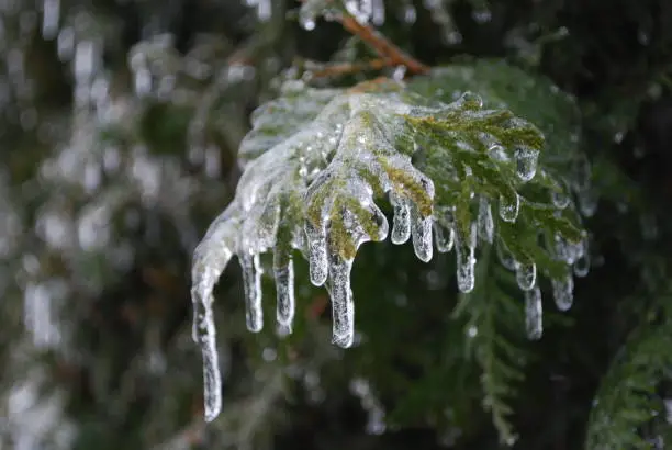 Cedar branch covered in dripping ice