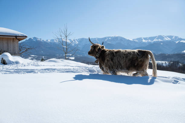 istock Scottish Cow In The Snow. 1278695010