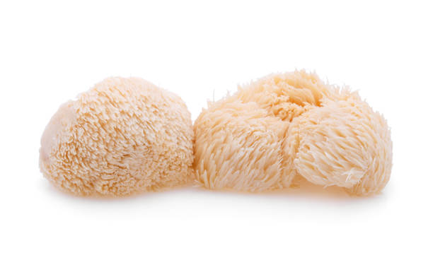 istock lion mane mushroom isolated on white background 1278697298