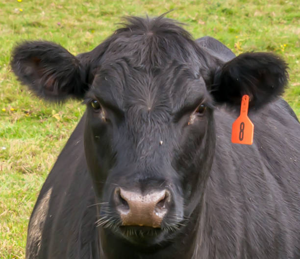 istock A close up of a cow's face in a field 1278698388