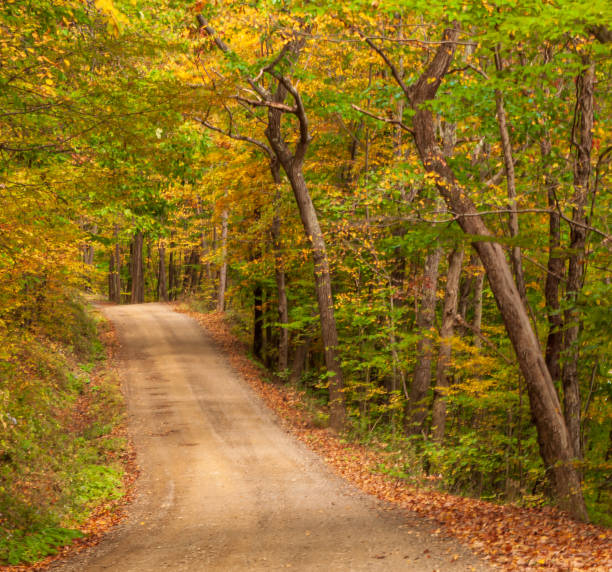 istock A dirt road through fall woods on a sunny day 1278698389