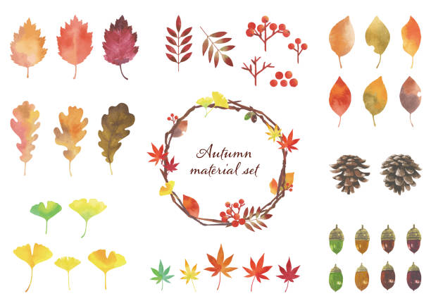 ilustraciones, imágenes clip art, dibujos animados e iconos de stock de hojas de otoño y otros materiales naturales. conjunto de piezas. ilustraciones de acuarela. - ginkgo tree ginkgo tree japan