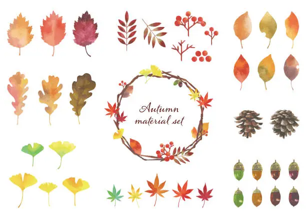 Vector illustration of Autumn leaves and other natural materials. Parts set. Watercolor illustrations.