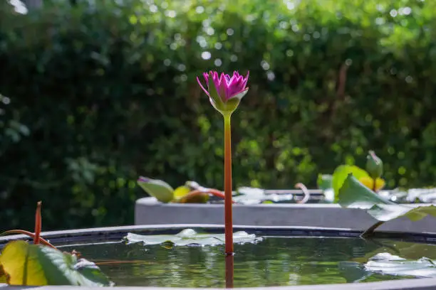 Photo of Beautiful lotus flower in the garden
