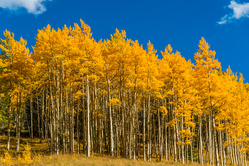 Aspen Trees in Fall photo