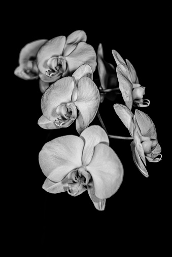 Aphrodite’s phalaenopsis, a species of Moth orchids.  Also known as:  Moon orchid, moth orchid.  Botanical name: Phalaenopsis Aphrodite.