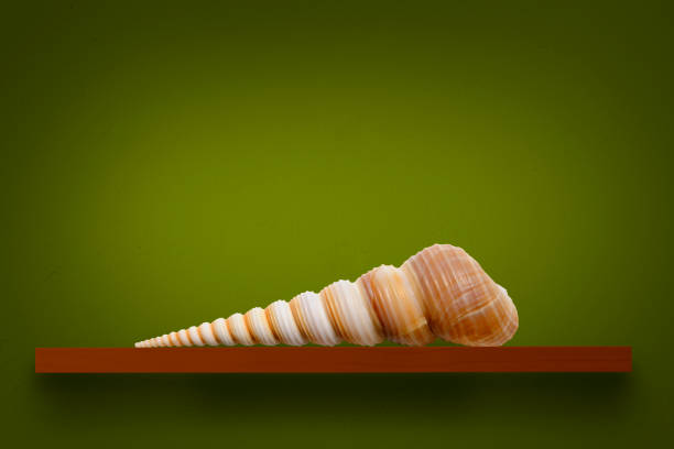 One seashell on a wooden shelf against dark green wall with copy space.