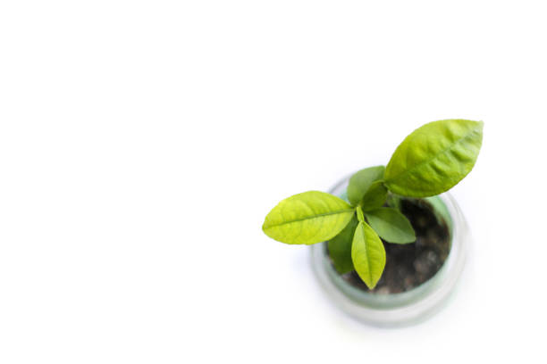 Small plant in a jar with a white background stock photo