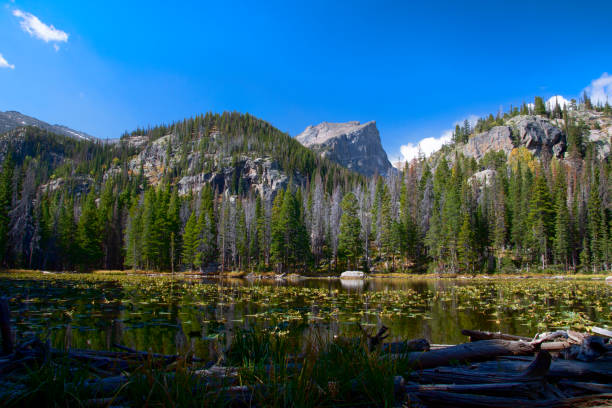 Hallett Peak seen from Nymph Lake at Rocky Mountain National Park Hallett Peak seen from Nymph Lake at Rocky Mountain National Park hallett peak stock pictures, royalty-free photos & images