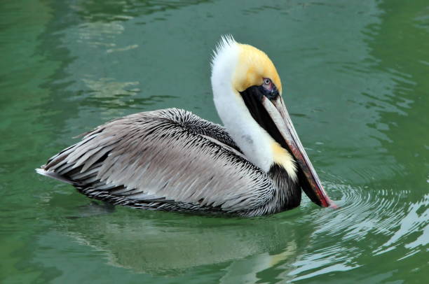 istock Pelican Swimming 1278705917