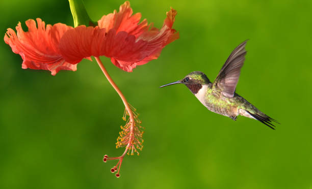 istock Ruby-throated hummingbird in flight with tropical flower 1278706252