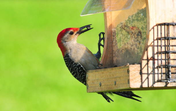 istock Red-Bellied Woodpecker 1278707875