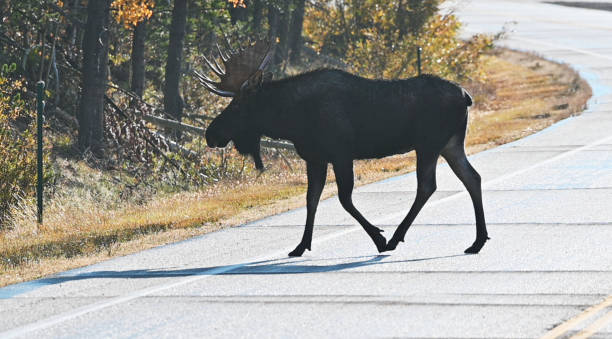 istock Bull Moose Crossing Road 1278710482