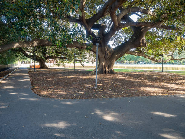 fußweg und feigenbaum hintergrund blur rushcutters bay - rushcutters bay stock-fotos und bilder