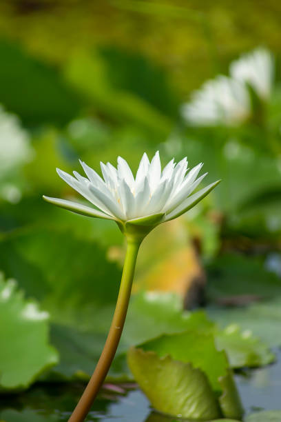 istock Close up water-lily flower with blur background. 1278711305