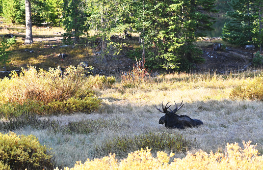 Young bull moose resting in the shade.