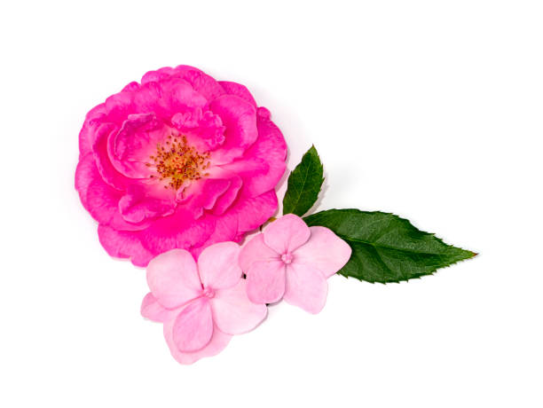 istock Pink Damask Rose flower and Hydrangea flower 1278711314
