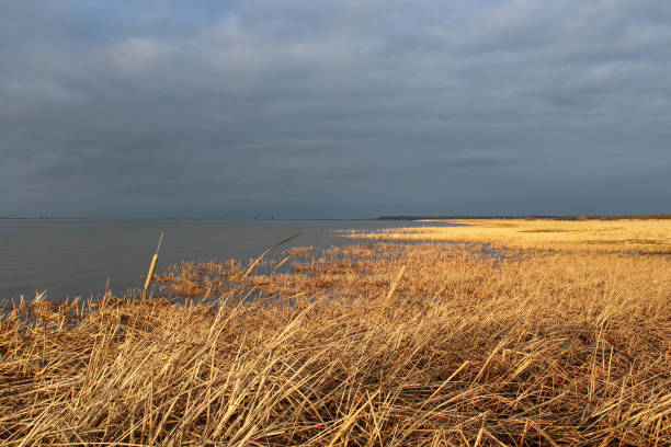 istock dry yellow grass, sea and storm clouds 1278712206
