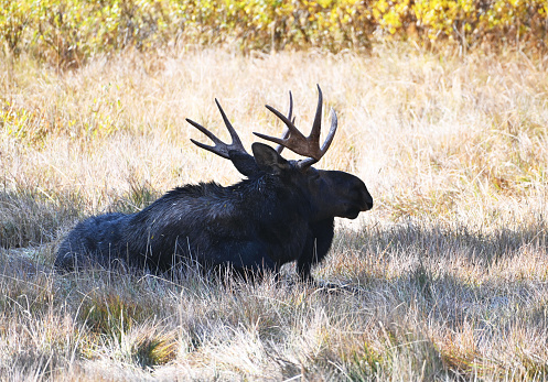 Young bull moose resting in the shade.