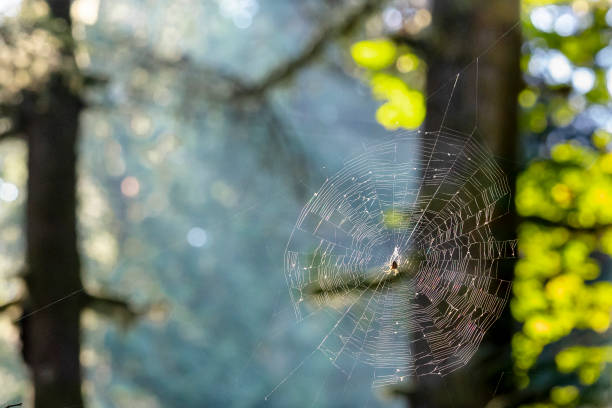 Spider in spider web suspended between two trees. Intricate spider web hanging between two trees with beautiful blue green bokeh background. spinning web stock pictures, royalty-free photos & images