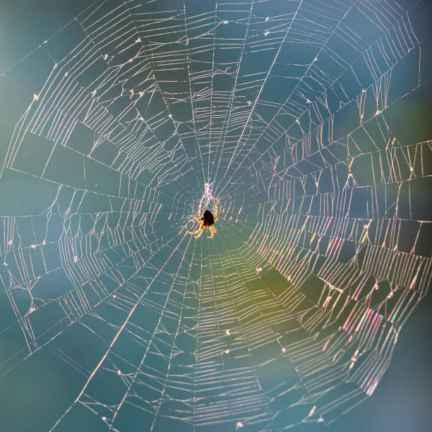 Spider in middle of spider web. Spider suspended in spider web against colorful background. yellow spider stock pictures, royalty-free photos & images