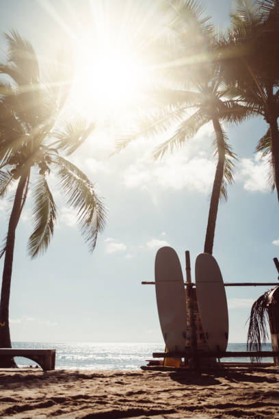 istock Surfboards beside coconut trees at summer beach with sun light. 1278714487