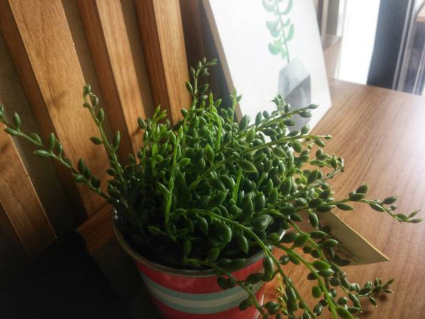 istock Mini Ornamental Plant 1278715283