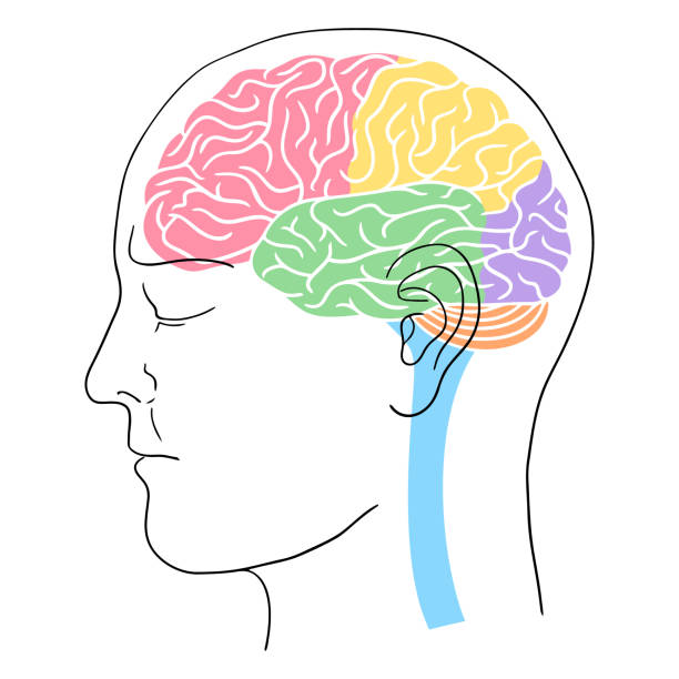 контур головы человека с мозгом - lobe stock illustrations