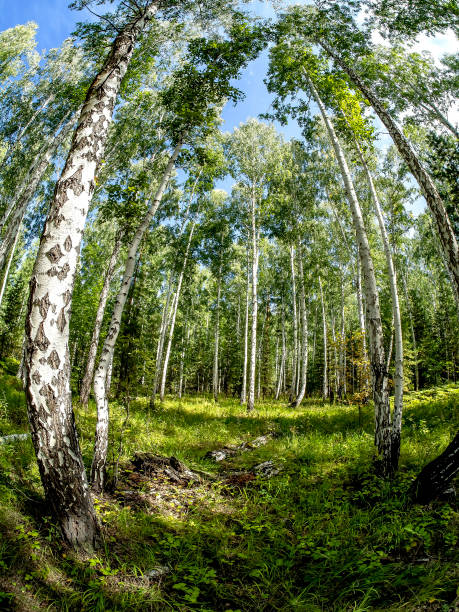 istock birch and pine mixed forest in summer, Fisheye 1278715339