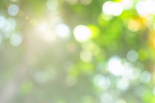 istock Natural spring blurred green leaves background. Create light soft blurred colors in bright sunshine. Green bokeh abstract glitter light background. Focus texture from nature forest fresh shiny growth. 1278717683