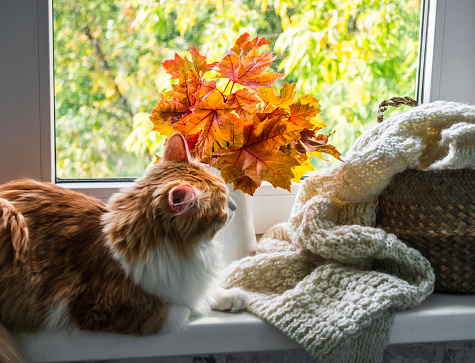Fluffy red cat, jug with of autumn maple leaves, basket with knitted blanket on the windowsill. Autumn cozy home still life
