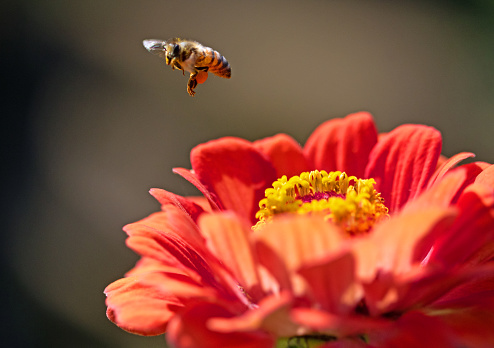 Honey bee on a zinnia flower