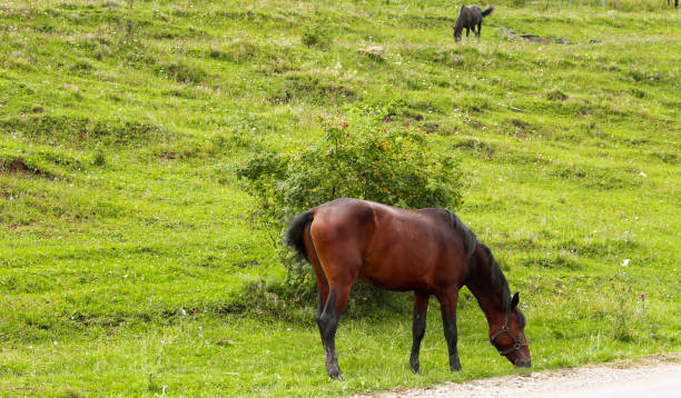 istock Horses grazing On The Caucasus green Meadow 1278721083