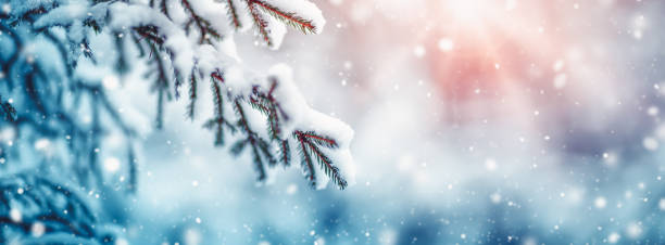 istock Fir-tree covered with snow in the winter fairy forest in snowfall 1278722662