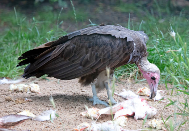 Big vulture eating raw meat, torn in pieces