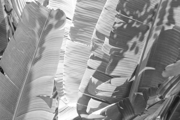 istock tropical banana leaves 1278726047