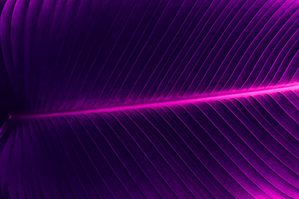 istock abstract background, tropical leaf texture in rainforest, dark purple toned process 1278726084