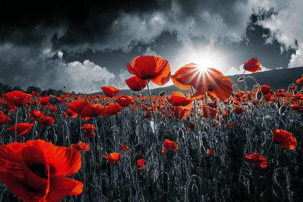 czerwone maki w terenie. dzień pamięci - poppy field red flower zdjęcia i obrazy z banku zdjęć