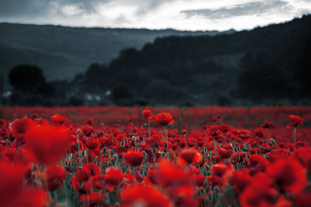red poppies in the field. remembrance day red poppies in the field. background imagery for remembrance or armistice day on 11 of november. dark clouds on the sky. selective color poppy field stock pictures, royalty-free photos & images