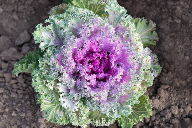 istock One ornamental cabbage growing in the ground top view 1278727695