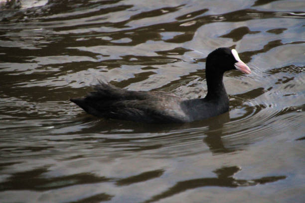 istock A Coot on the water 1278728615